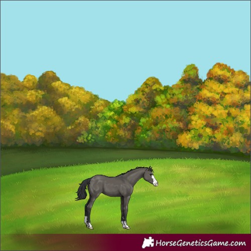 Horse Color:Grullo