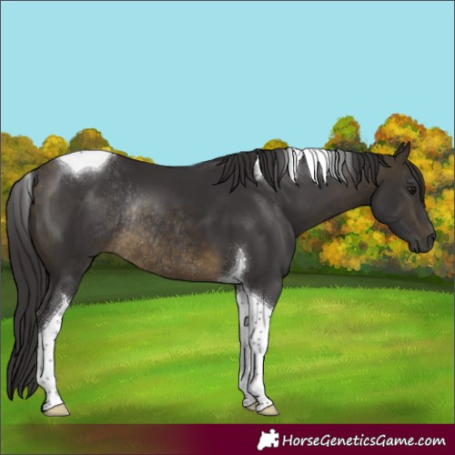 Horse Color:Buckskin Tobiano Rabicano