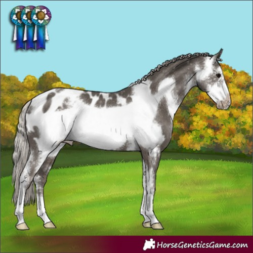 Horse Color:Silver Black Sabino Frame Blanket Rabicano