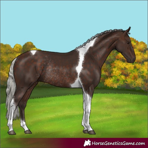 Horse Color:Silver Brown Tobiano Rabicano 