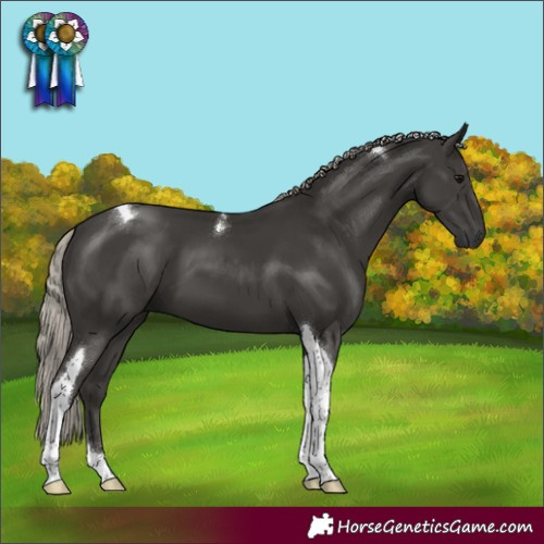 Horse Color:Gray Silver Black Tobiano