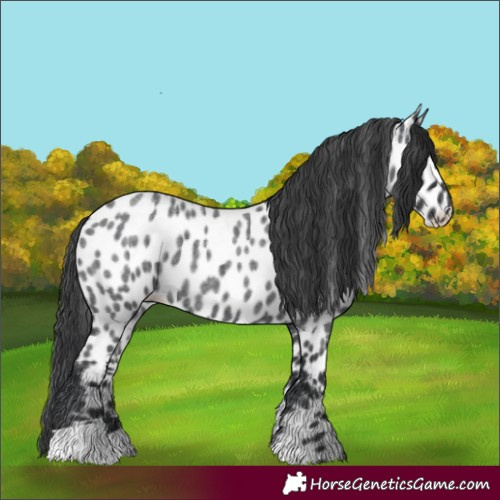 Horse Color:Blue Roan Near Leopard 