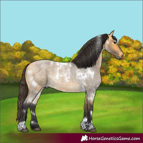 Horse Color:White Spotted Buckskin Roan