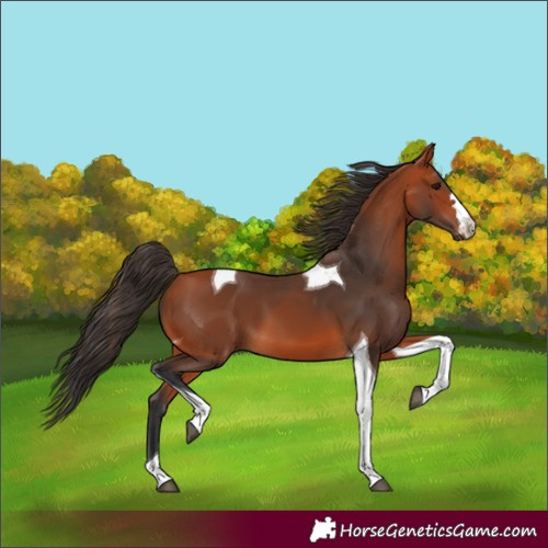 Horse Color:Bay Tobiano 