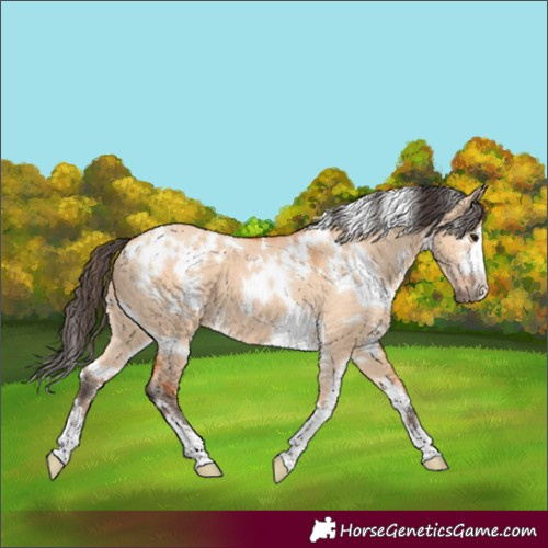 Horse Color:White Spotted Bay Dun 