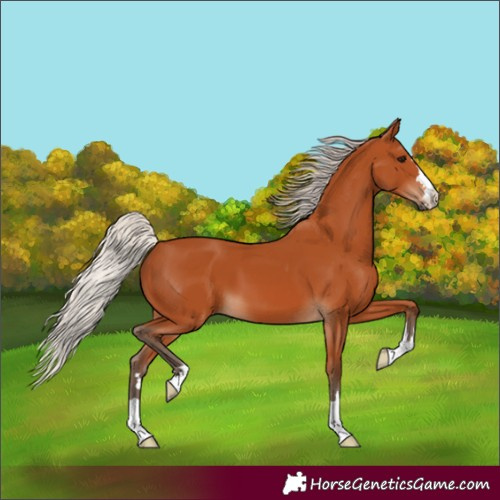 Horse Color:Silver Bay