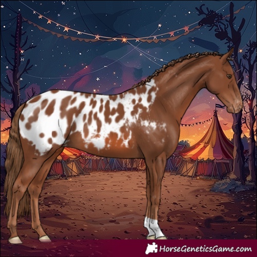 Horse Color:Chestnut Near Leopard 