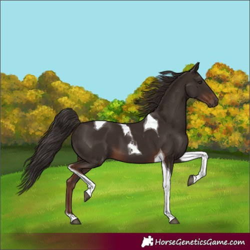 Horse Color:Liver Chestnut Tobiano 