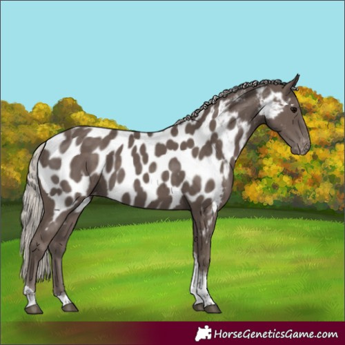 Horse Color:Silver Black Tobiano Near Leopard 
