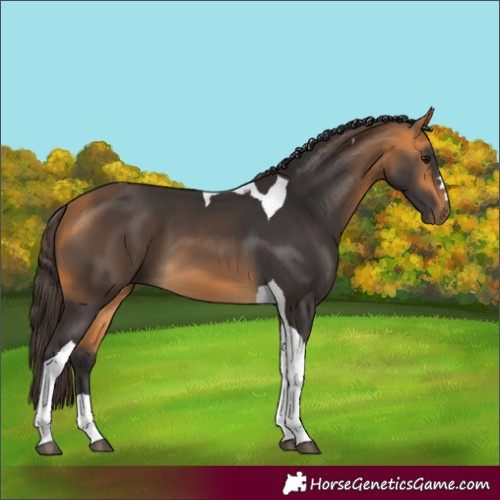 Horse Color:Buckskin Tobiano