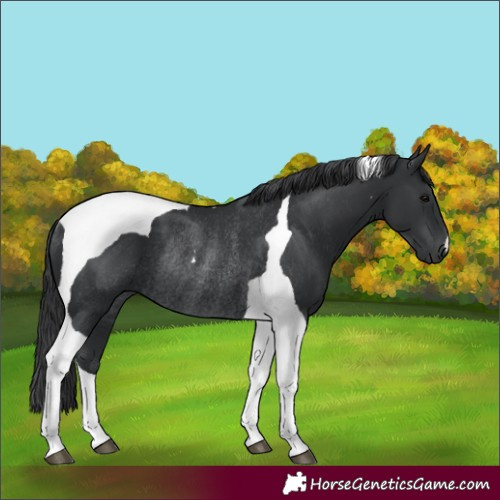 Horse Color:Unknown 
