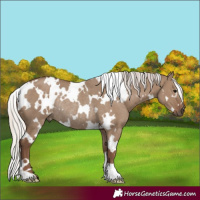 Horse Color:White Spotted Silver Grullo Rabicano
