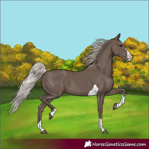 Horse Color:Unknown 
