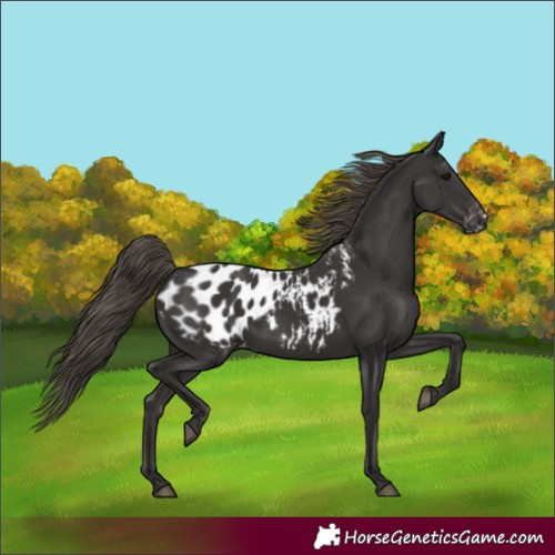 Horse Color:Smoky Black Blanket 