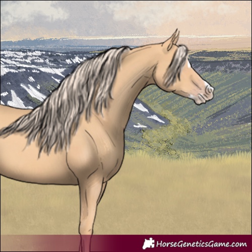 Horse Color:Gold Champagne Splash 