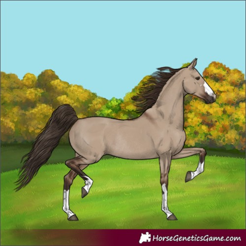 Horse Color:Unknown
