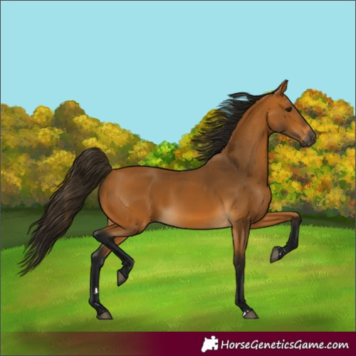 Horse Color:Gray Buckskin