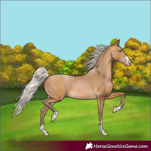 Horse Color:Unknown 
