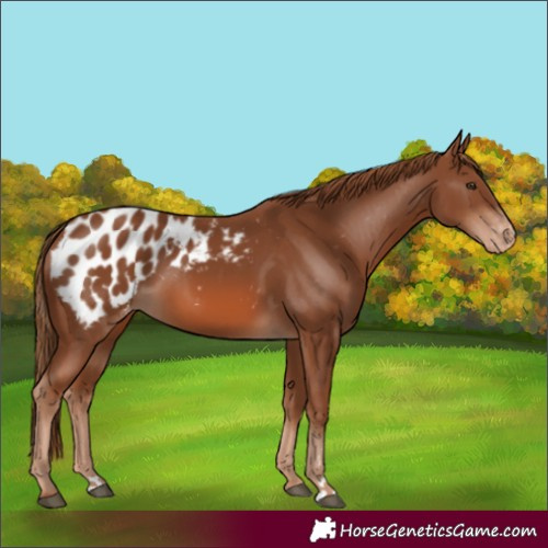 Horse Color:Chestnut Blanket