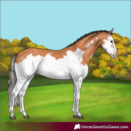 Horse Color:Bay Splash Frame