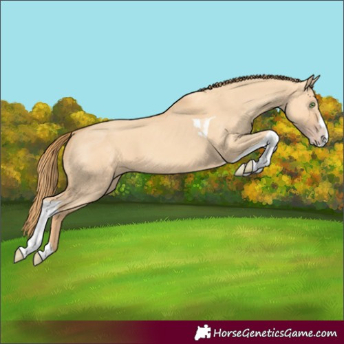 Horse Color:Unknown 
