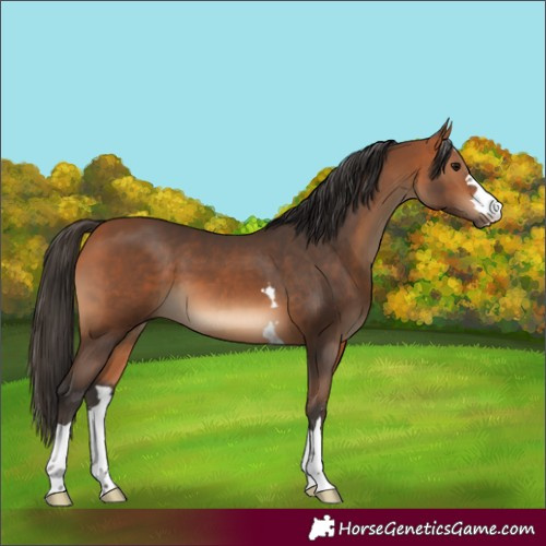 Horse Color:Bay 