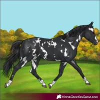 Horse Color:White Spotted Black