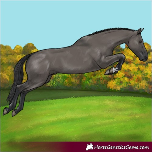 Horse Color:Grullo