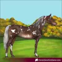 Horse Color:White Spotted Silver Brown Rabicano