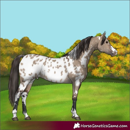 Horse Color:White Spotted Brown Dun Blanket 