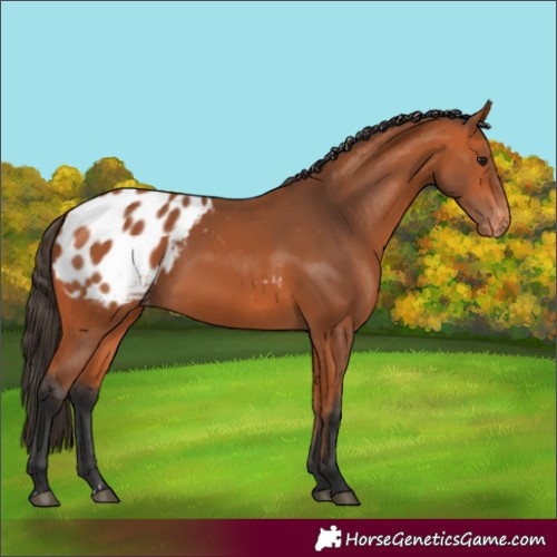 Horse Color:Bay Blanket