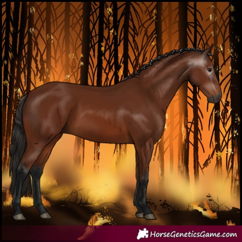 Horse Color:Gray Bay 