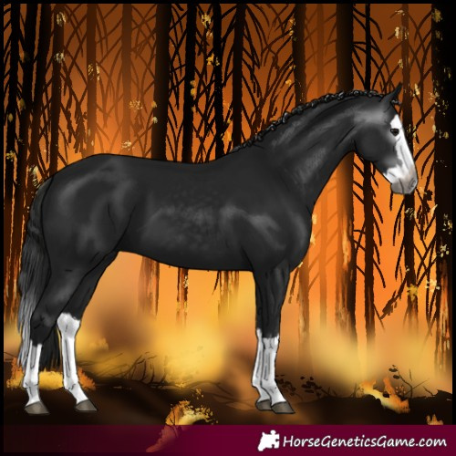 Horse Color:Gray Black Splash 