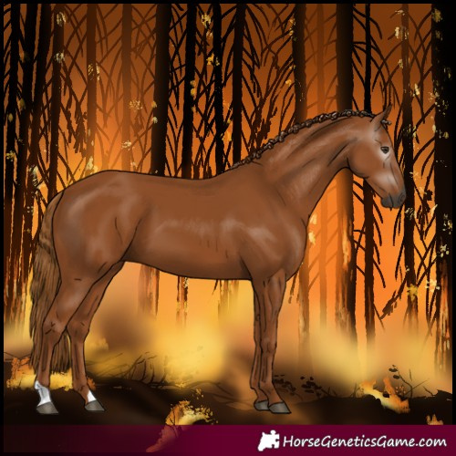 Horse Color:Gray Chestnut