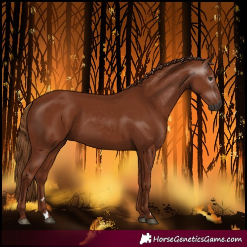 Horse Color:Gray Chestnut 