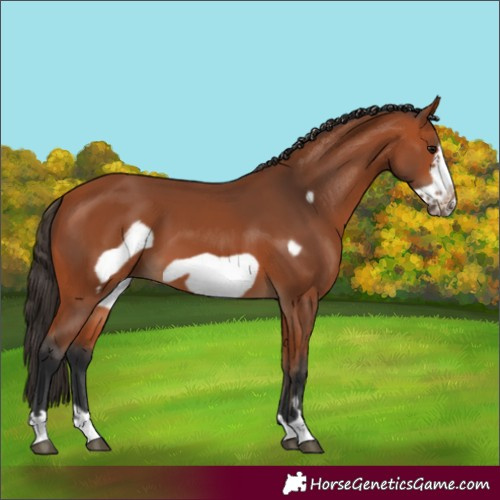 Horse Color:Bay Frame