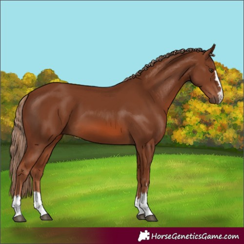 Horse Color:Chestnut 