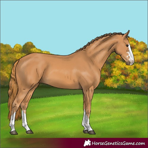 Horse Color:Chestnut 