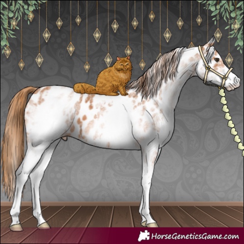 Horse Color:White Spotted Chestnut Near Leopard 