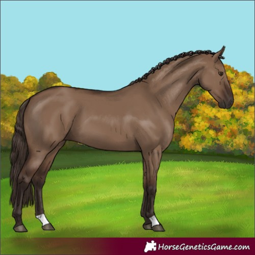 Horse Color:Liver Red Dun