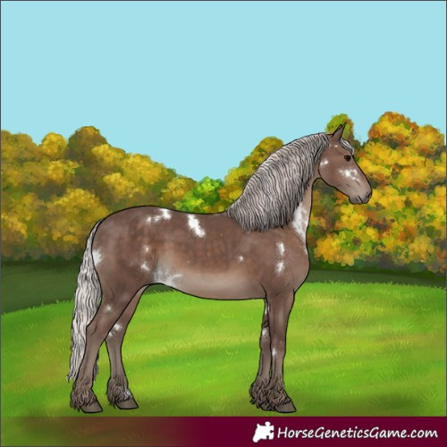 Horse Color:White Spotted Silver Black Rabicano 