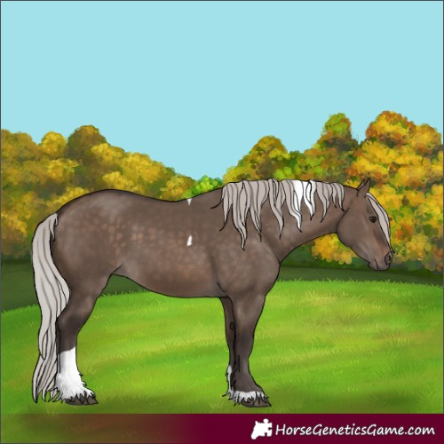 Horse Color:Silver Brown Dun Tobiano 