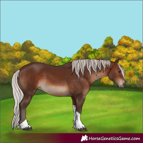 Horse Color:Silver Brown Tobiano 