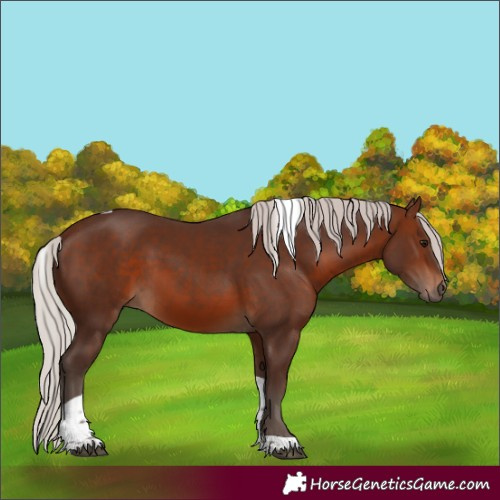 Horse Color:Silver Brown Tobiano