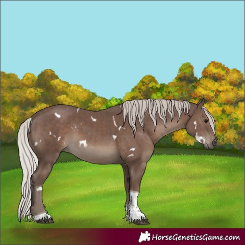 Horse Color:White Spotted Silver Black Tobiano 