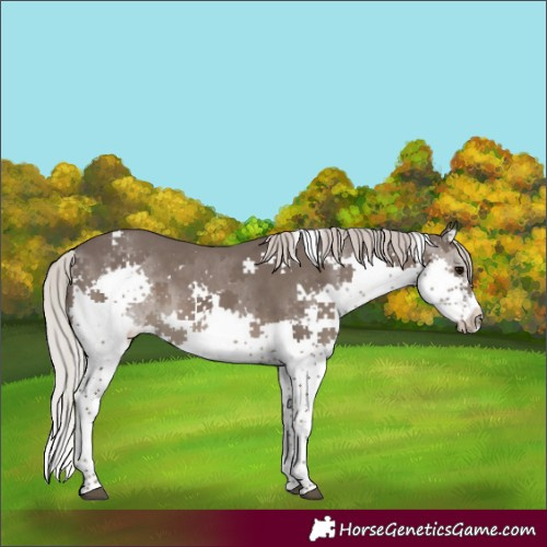 Horse Color:Silver Black Splash Tobiano 