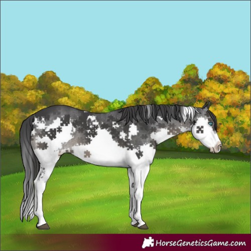Horse Color:White Spotted Black Splash 