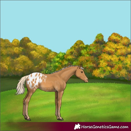 Horse Color:Palomino Blanket