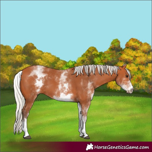 Horse Color:White Spotted Silver Bay 