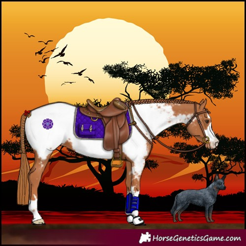 Horse Color:Chestnut Near Fewspot